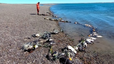 Más de 130 pingüinos murieron en redes de pesca ilegal