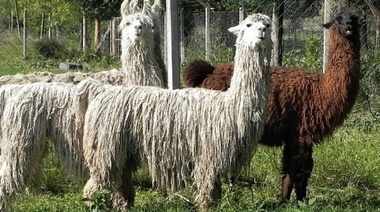 Demuestran que nanoanticuerpos de llama neutralizan norovirus humanos