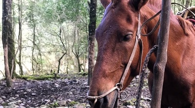 Luego de más de dos décadas confirman un caso de encefalitis equina en humanos en Argentina