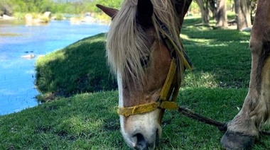 Los equinos vacunados contra la Encefalomielitis Equina podrán movilizarse por todo el territorio argentino