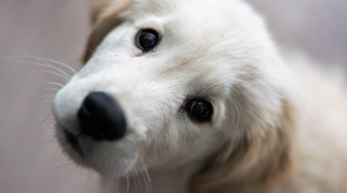 La influencia del color de los ojos de los perros en las personas