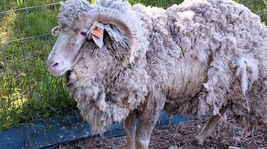 Registran incremento de casos de sarna ovina y fallas en algunos tratamientos