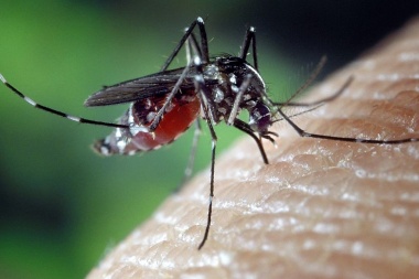 Dengue, Zika y Chikungunya: Tres enfermedades que requieren una mirada integral y colectiva