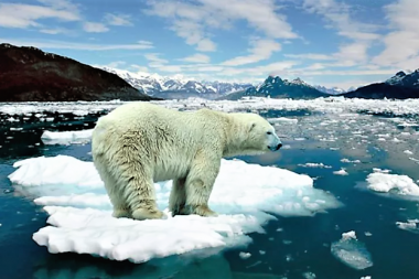 Advierten sobre la devastadora realidad que atraviesa la naturaleza