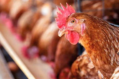 El Senasa sacrificó 13.000 gallinas afectadas por brote de gripe aviar en Entre Ríos