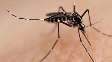 Durante el 2023 se registraron en Argentina 137.381 casos de dengue