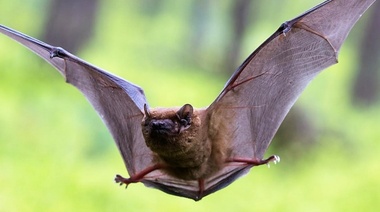 Zoonosis transmitidas por murciélagos: ¿por qué son las más letales?