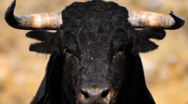 Nuevo mercado para los embriones bovinos de Argentina