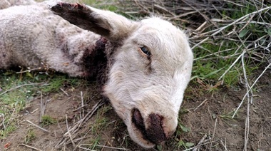 Evalúan el impacto de la pérdida del ganado ovino en Santa Cruz