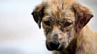 El INBA firmó acuerdos con ONGs de gatos y perros para colaborar en la esterilización de animales