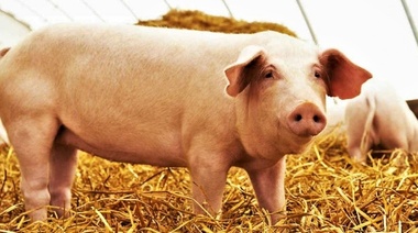 Porcinos: recomendaciones veterinarias para reducir el impacto de las altas temperaturas