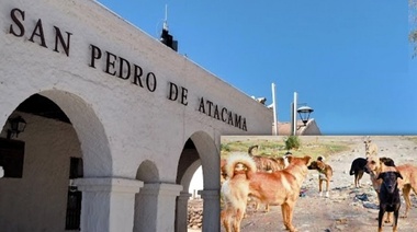 Temor y polémica en San Pedro de Atacama por los perros asilvestrados