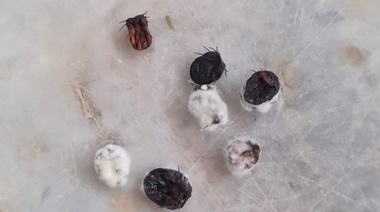 Buscan alternativas sustentables para el control de las garrapatas de los bovinos