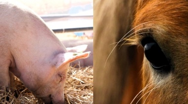 Senasa aprobó la primera vacuna atenuada contra la enfermedad de Aujeszky y una nueva vacuna viral inactivada para la Encefalomielitis Equina