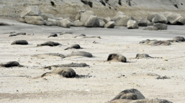Alerta por la alta mortandad de fauna silvestre en todo el mundo por la influenza aviar