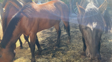 Recuerdan la obligatoriedad de identificar a los equinos con chips electrónicos