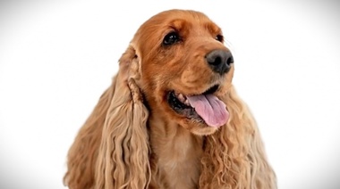 Describen los trastornos de salud de los Cocker Spaniels ingleses