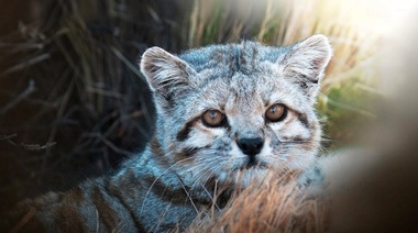 Logran registrar la presencia de un ejemplar de Gato Andino en Neuquén