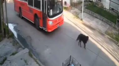 Presentaron en Diputados un proyecto para modificar la Ley 14.346 de Maltrato Animal