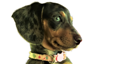 Cuatro de cada cinco tenedores de "cachorros pandémicos" utilizaron métodos de entrenamiento aversivos