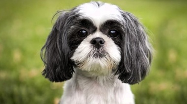 Hallazgos sobre la salud de los perros Shih Tzu