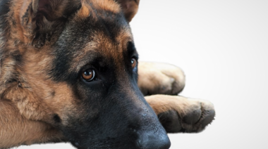 Evalúan los factores de riesgo de osteoartritis en perros