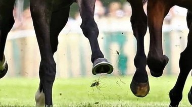Desarrollan un sistema para identificar caballos con alto riesgo de sufrir fracturas