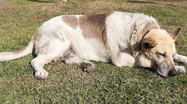 Los probióticos podrían ser la solución para combatir el sobrepeso en perros