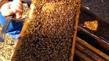 Pautas sobre cuidados de los apiarios ante el calor extremo