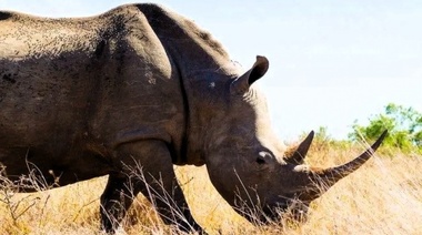 La fauna de la sabana teme más a las voces humanas que a las vocalizaciones de los leones