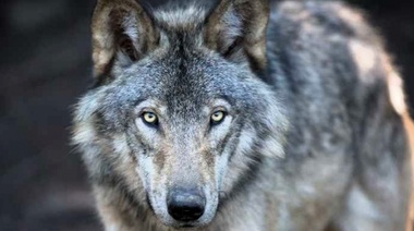 Investigarán si los lobos que viven en la zona de exclusión de Chernobyl desarrollaron resistencia al cáncer