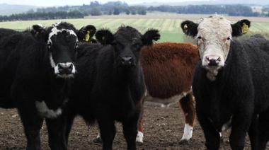 Carbunclo: Senasa implementó acciones sanitarias por un foco en la localidad de Unanue