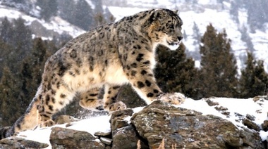 Alarmante informe sobre el estado de las especies migratorias en el mundo