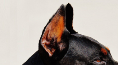 Posicionamiento de la WSAVA sobre la alteración física de animales de compañía