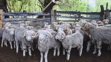 Fasciolosis en ovinos: recomendaciones para prevenir la enfermedad