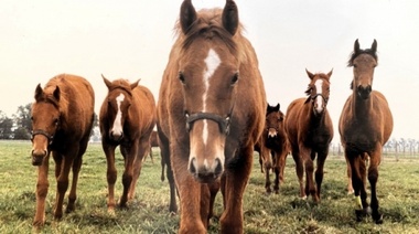 Identifican los hallazgos más comunes en los exámenes de caballos previos a la compra