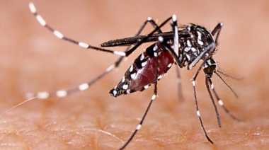 Dengue: hay 14 provincias argentinas con casos autóctonos y 3 serotipos en circulación