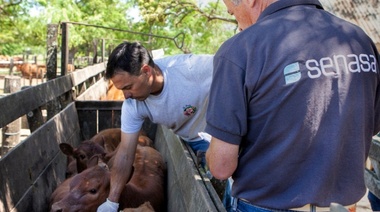 Comienza la primera campaña de vacunación 2024 contra fiebre aftosa