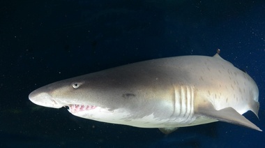 Declaran al tiburón escalandrún especie migratoria protegida