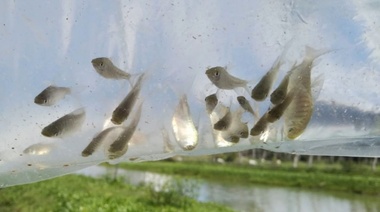 Cultivan peces y camarones para controlar poblaciones de mosquitos