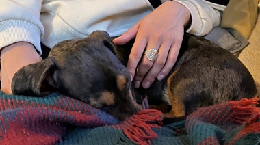 Analizan el impacto de la separación forzosa entre personas y sus animales de compañía