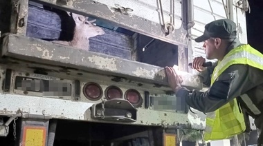 Trasladaban ocho ciervos sin la documentación necesaria