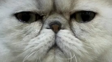 Veterinarios en contra de la cría de gatos con rasgos que ponen en riesgo el bienestar animal