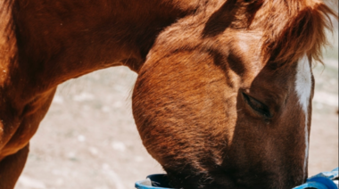 Hallazgo sobre la enfermedad gástrica escamosa equina