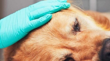 Analizan la correlación entre la práctica de la eutanasia y los pensamientos suicidas