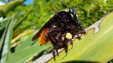 El "moscardón cazador de abejas" pone en riesgo a la cadena apícola en Buenos Aires