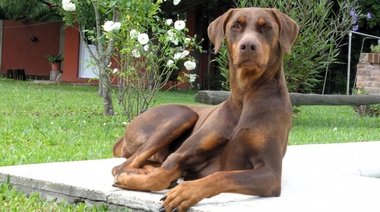 Declaración de la Asociación Mundial Veterinaria sobre el "Control de perros inapropiadamente agresivos"