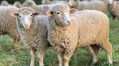 Fiebre Q: descripción de las medidas de control actualmente disponibles