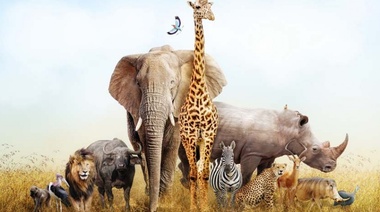 La vida silvestre: un tesoro invaluable que debemos proteger