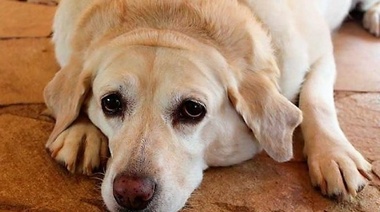 La importancia de mantener el peso saludable en perros y gatos